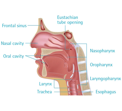 anatomy of human nose nasal cavity diagram