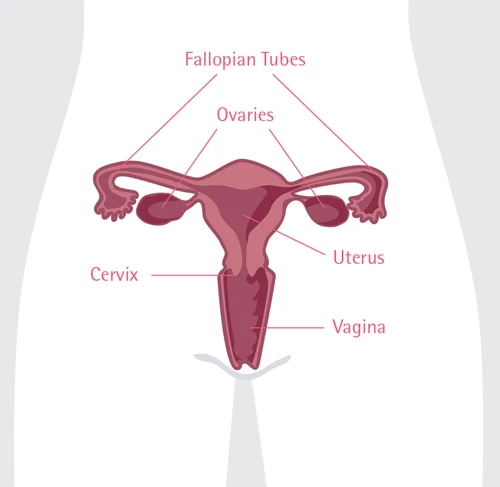 illustration showing the anatomy of an uterus