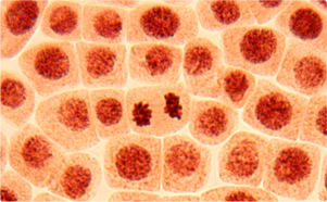 Cells_001 Cells_001