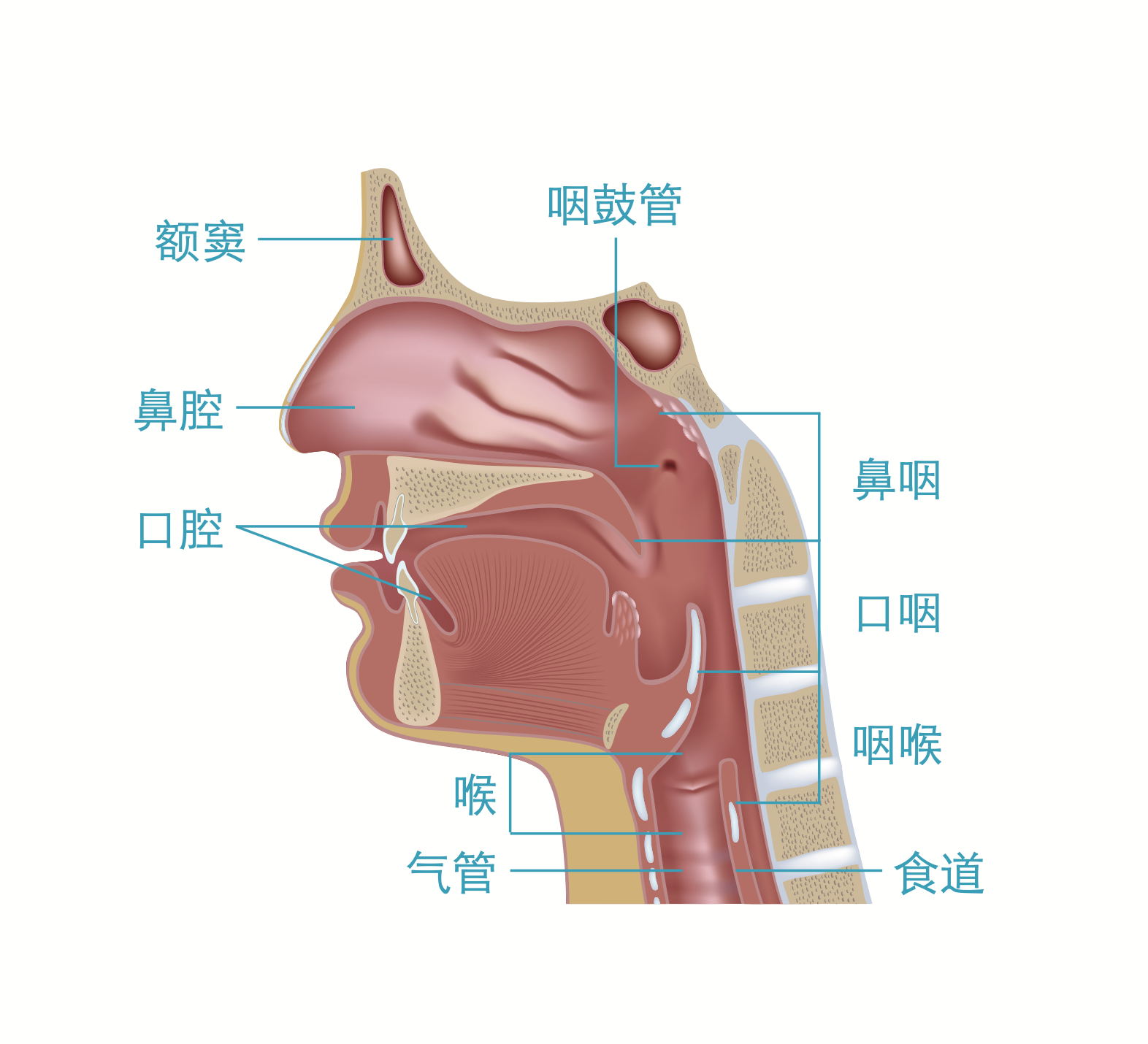 鼻咽癌 百汇癌症中心马来西亚