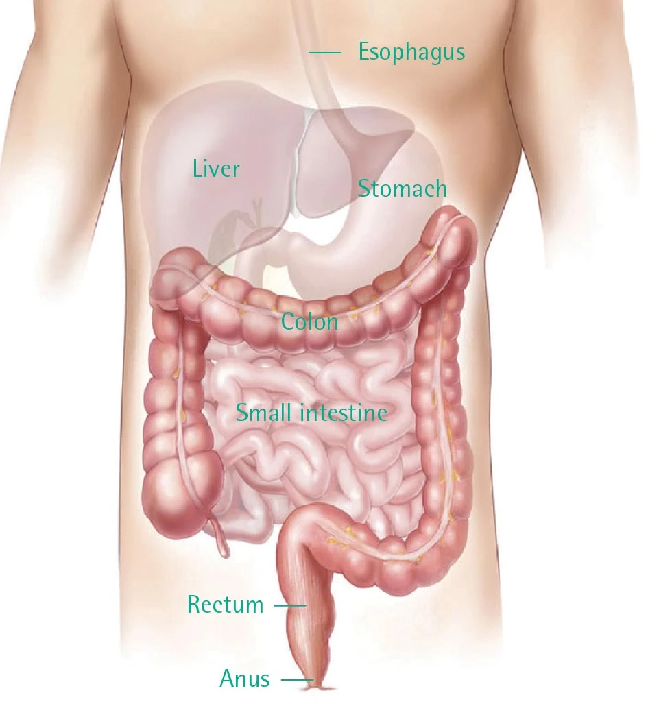 anatomy of large intestine and small intestine
