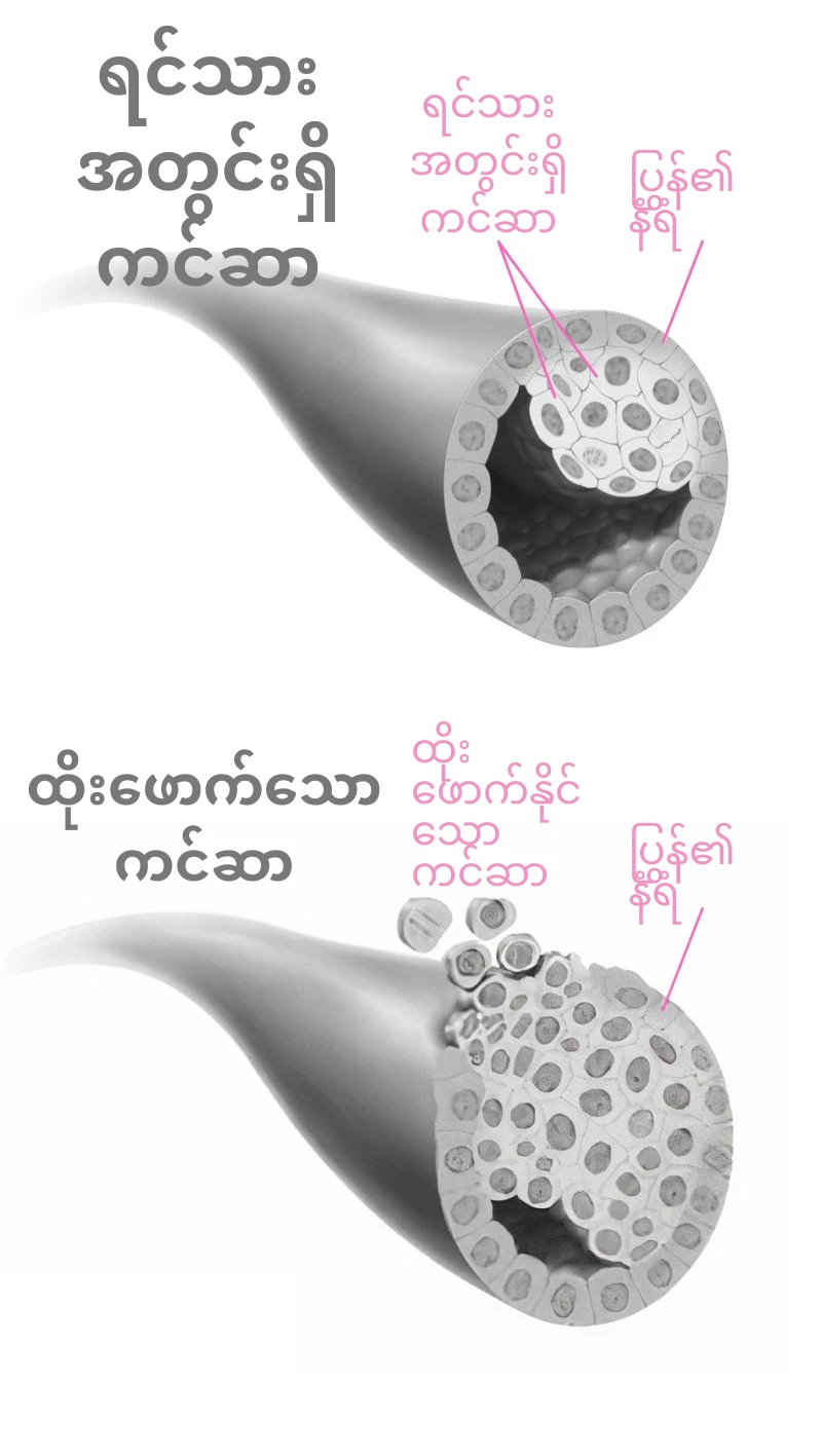 ရင်သား၏ ခန္ဓာဗေဒ