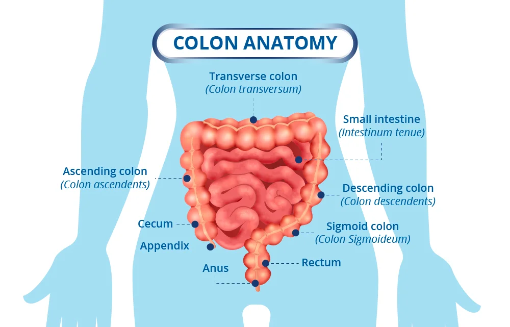 Colon Anatomy