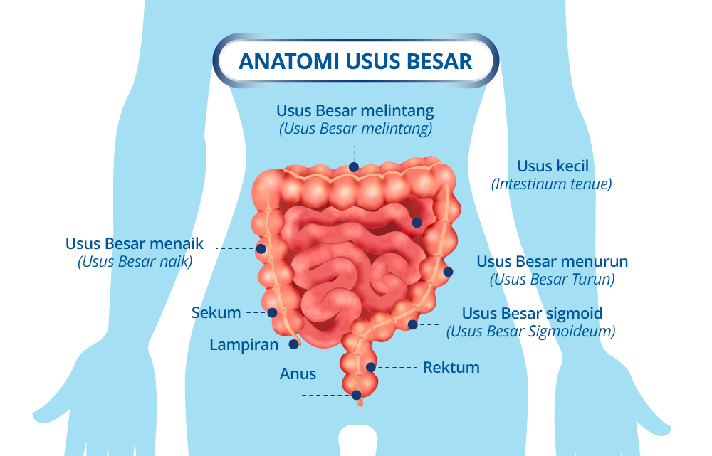 Colon Anatomy