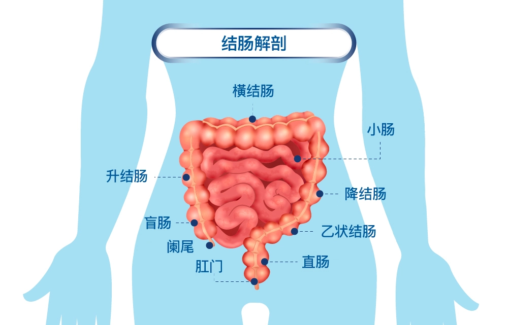 Colon Anatomy