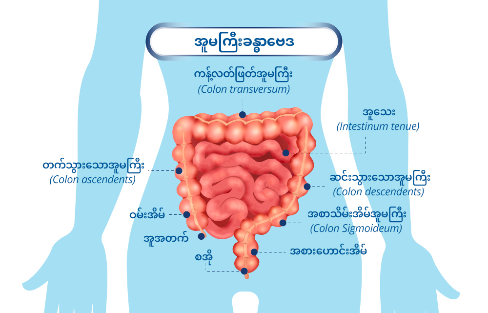 Colon Anatomy