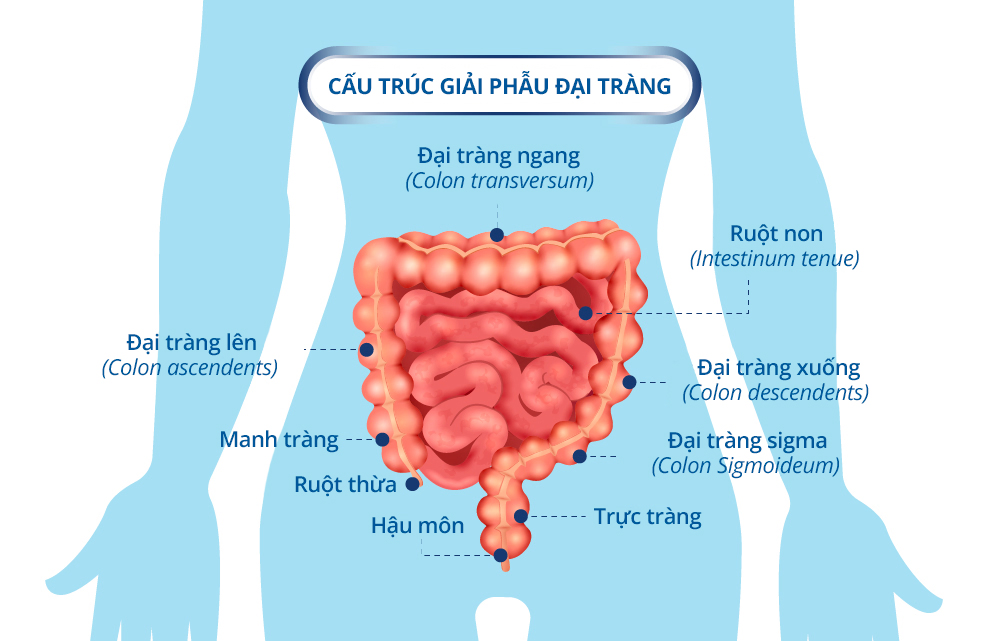 Colon Anatomy