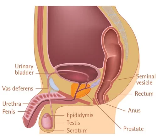 illustration of prostate anatomy