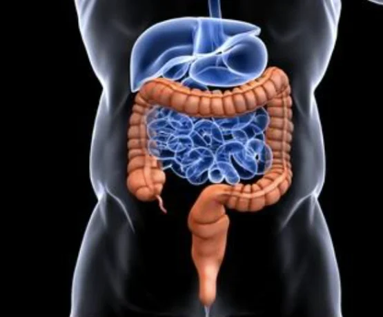 Colorectal Anatomy