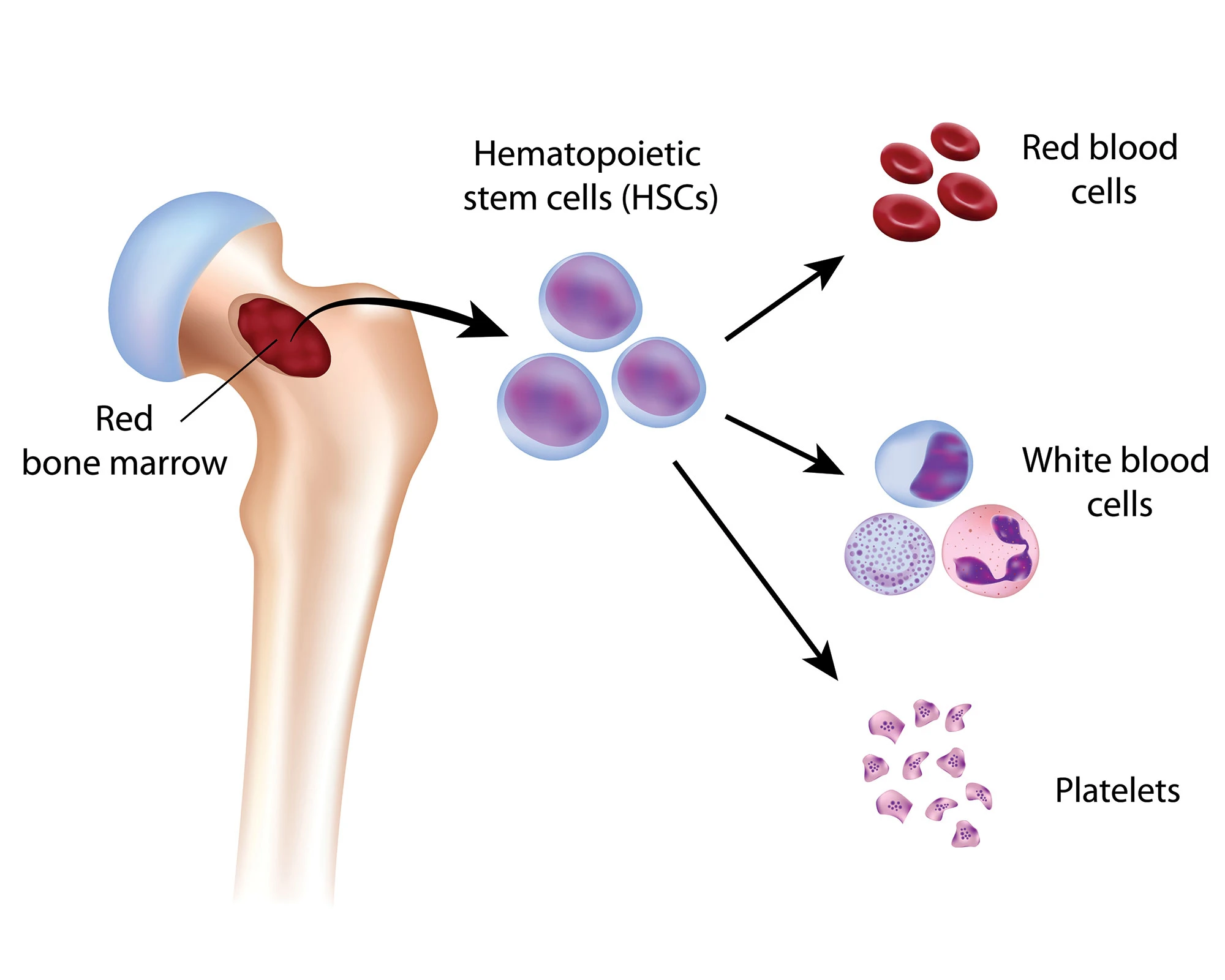 image showing formation of different blood cells in bone marrow