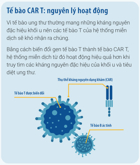 đồ họa thông tin - tế bào CAR T - nguyên lý hoạt động