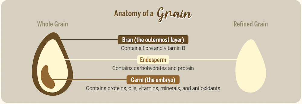 Infographic - Anatomy of a Grain