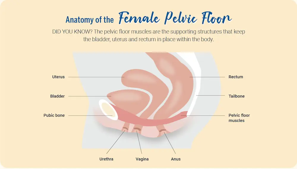 Infographic - anatomy of the female pelvic floor