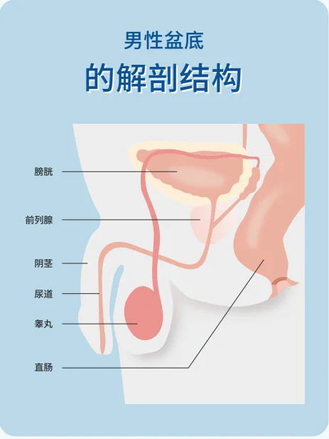 Anatomy of Male Pelvic Floor